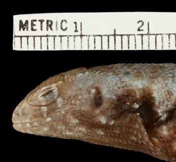 Media type: image;   Herpetology R-81099 Aspect: head lateral